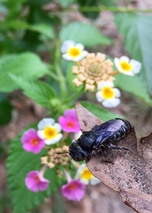 Lithurgopsis gibbosa