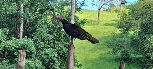 Turkey Vulture