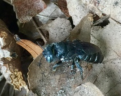 Lithurgopsis gibbosa