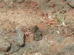 Diplacodes trivialis