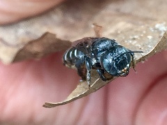 Lithurgopsis gibbosa