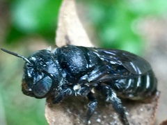 Lithurgopsis gibbosa