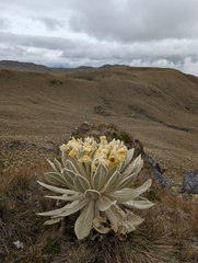 (c) Yuri Sofronov, some rights reserved (CC BY) Espeletia pycnophylla, photograph (c) Yuri Sofronov, some rights reserved (CC BY)