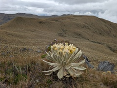 Espeletia pycnophylla, photograph (c) Yuri Sofronov, some rights reserved (CC BY)