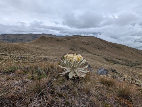 Espeletia pycnophylla, photograph 5