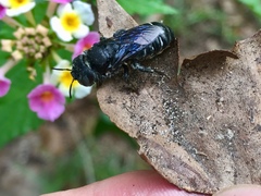 Lithurgopsis gibbosa