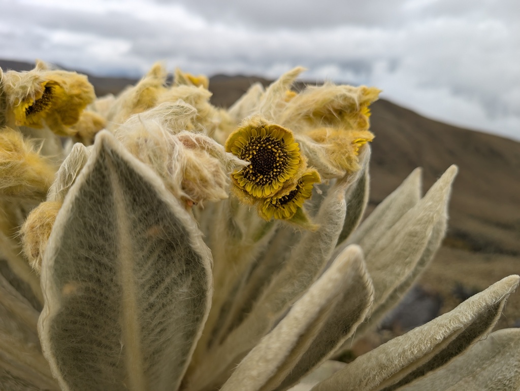 Espeletia pycnophylla; photograph (c) Yuri Sofronov, some rights reserved (CC BY)