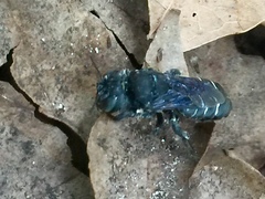 Lithurgopsis gibbosa