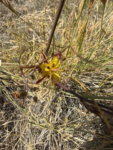 Calochortus obispoensis, photograph 3
