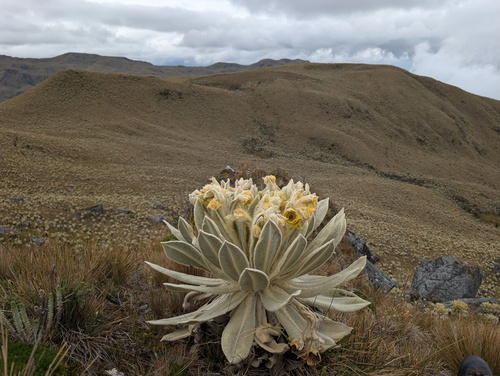 Espeletia pycnophylla, photograph 3