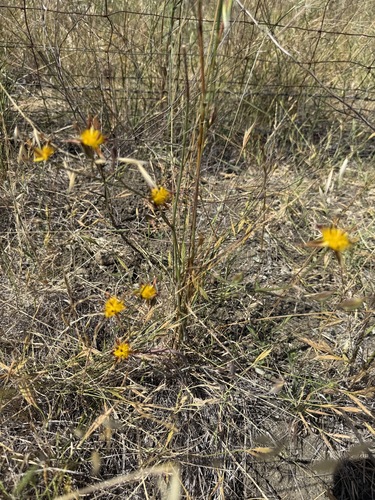 Calochortus obispoensis, photograph 2