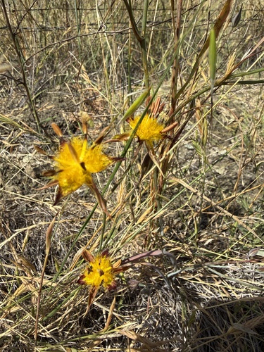 Calochortus obispoensis, photograph 1
