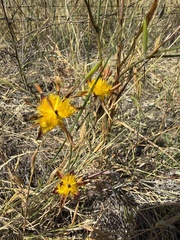 Calochortus obispoensis