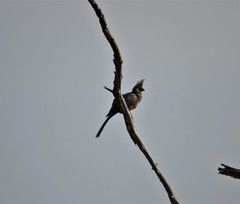 Corythaixoides concolor concolor