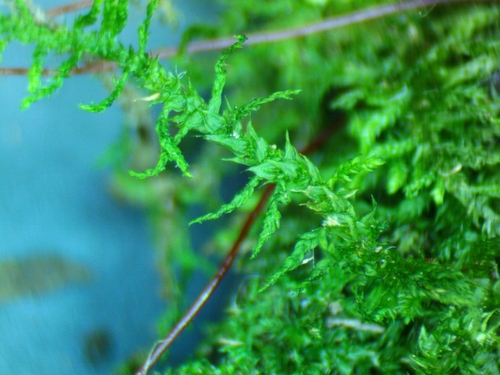 Haplocladium microphyllum observed 2026-06-13