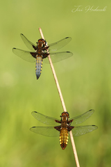 Libellula depressa