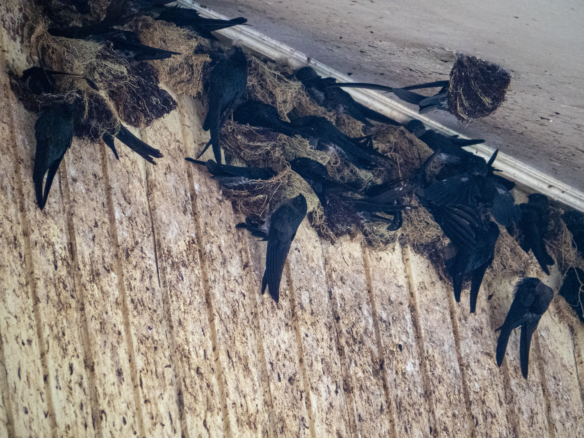 Plume-toed Swiftlet (Collocalia affinis), photo 7