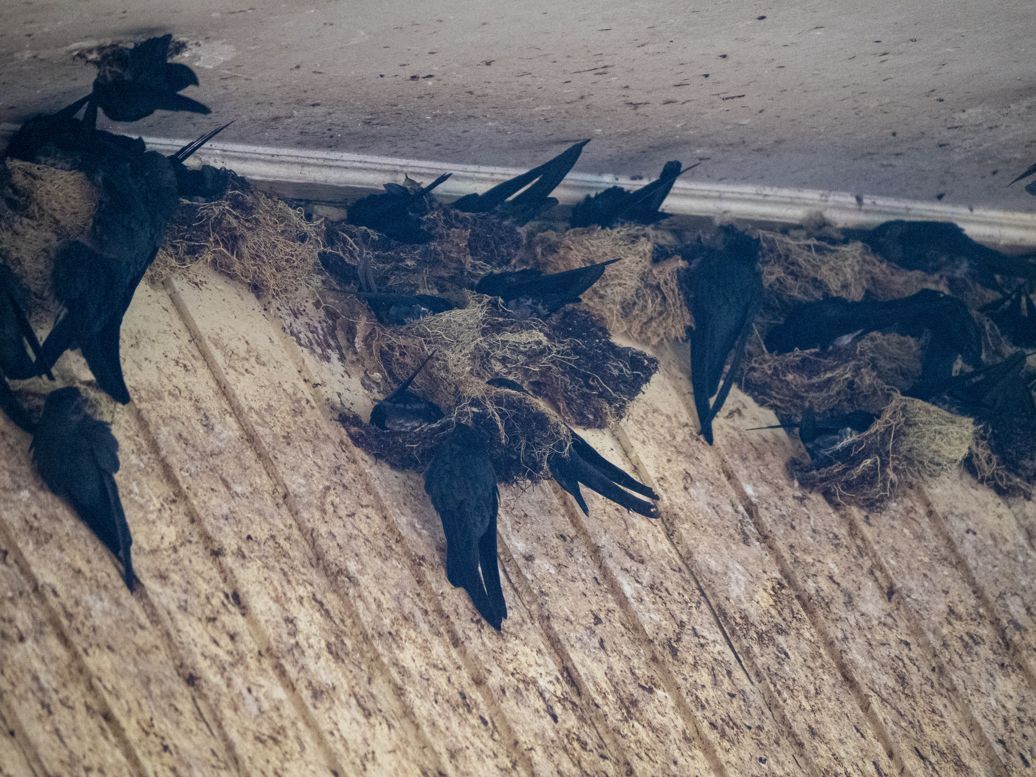 Plume-toed Swiftlet (Collocalia affinis), photo 5