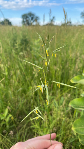 Smooth Brome