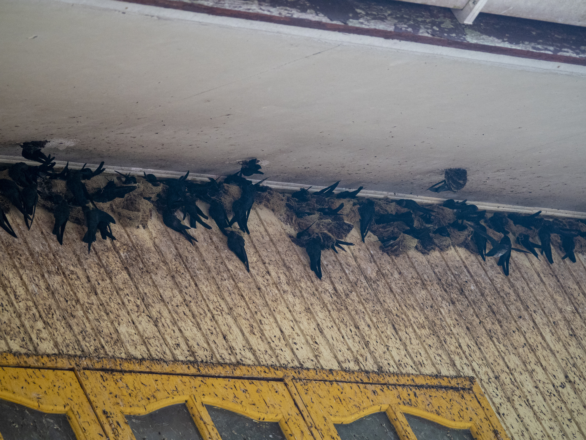 Plume-toed Swiftlet (Collocalia affinis), photo 6