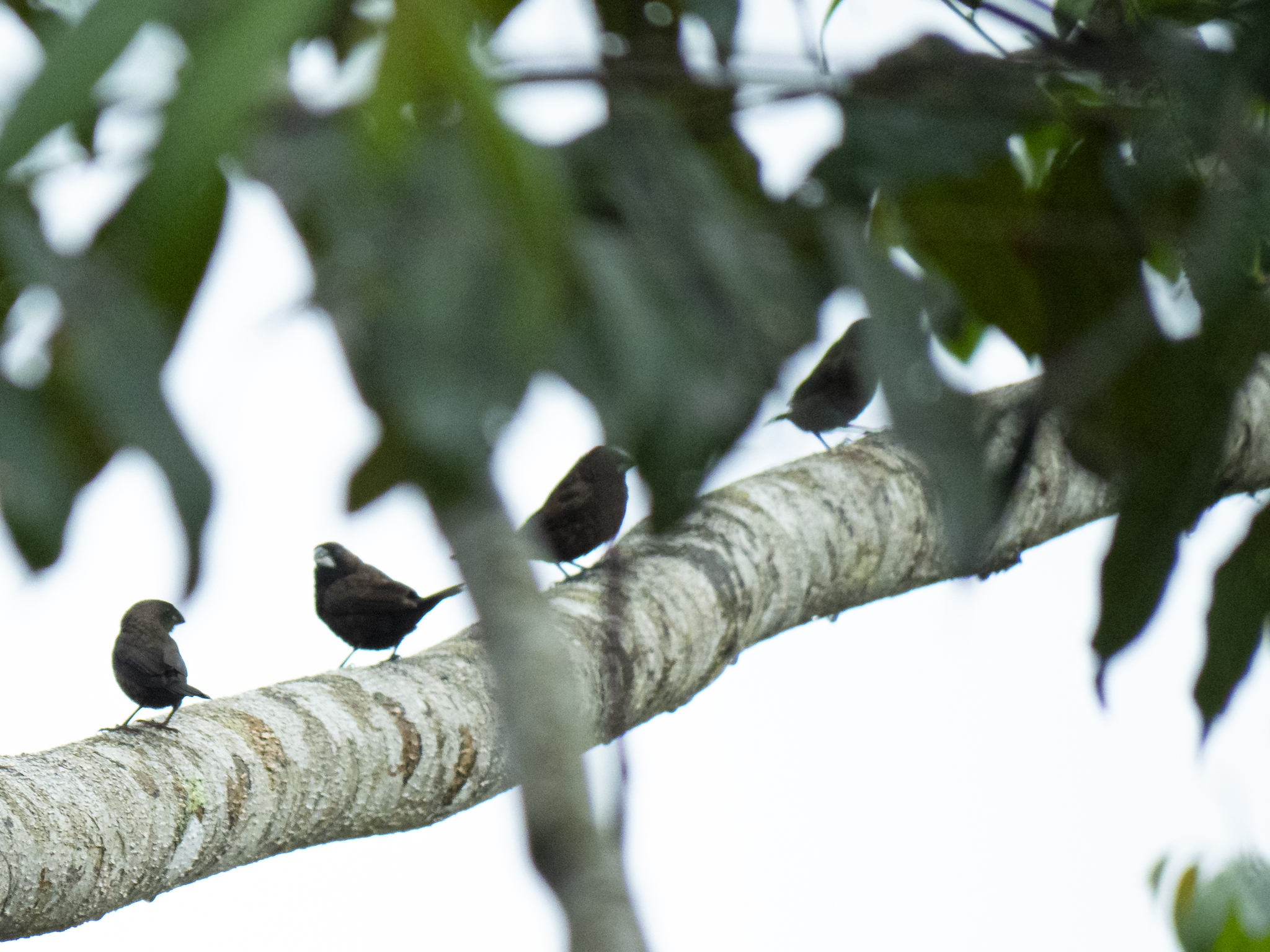 Dusky Munia (Lonchura fuscans), photo 1