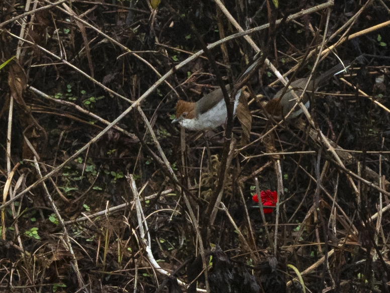 Chestnut-crested Yuhina (Staphida everetti), photo 4