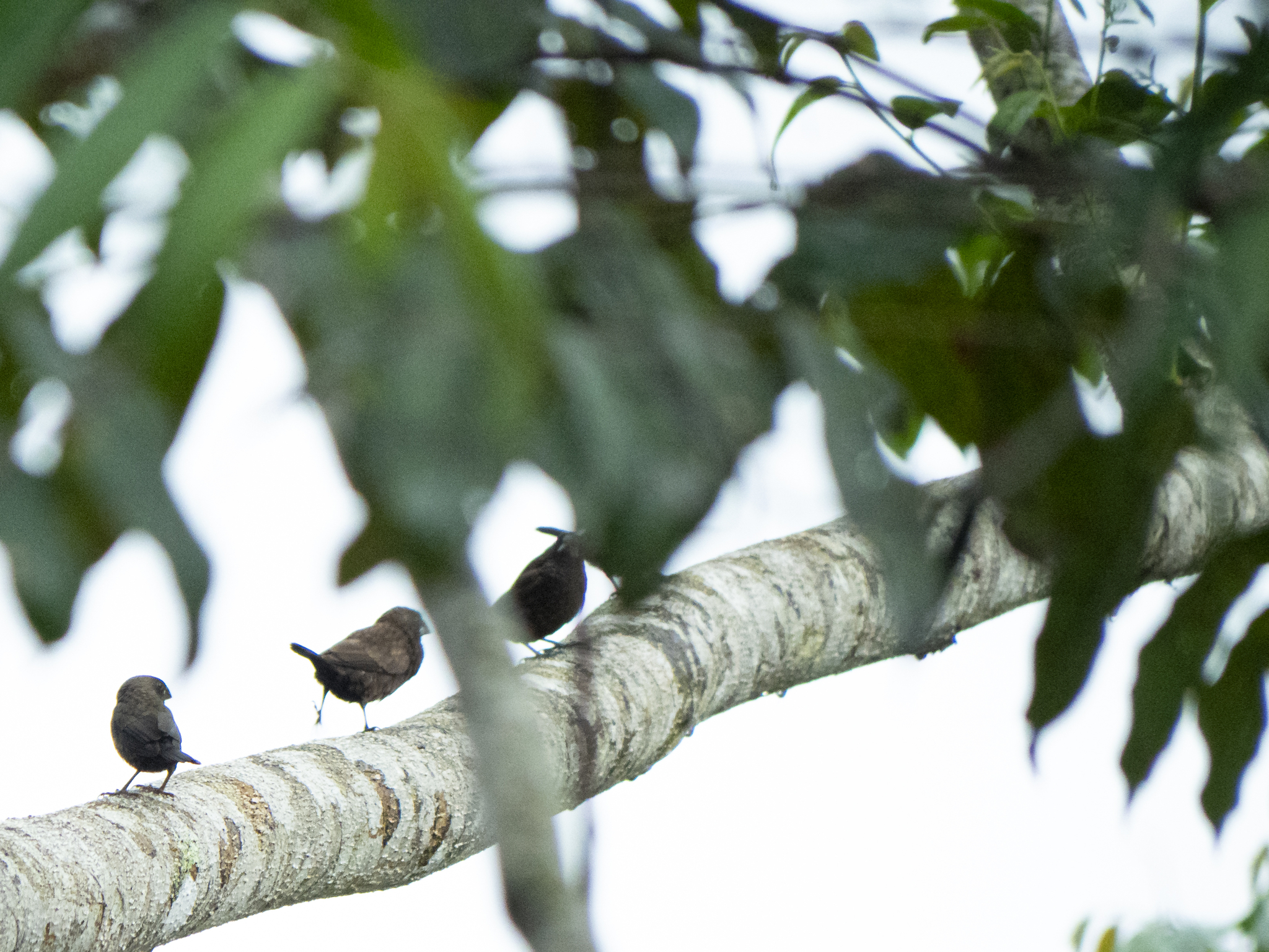 Dusky Munia (Lonchura fuscans), photo 2