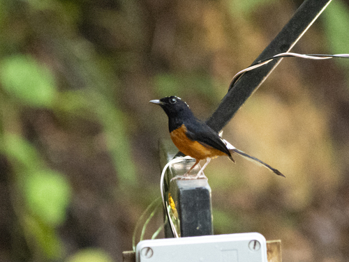 White-crowned Shama (Copsychus stricklandii), photo 7