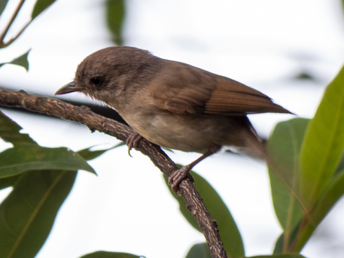 Brown Fulvetta (Alcippe brunneicauda), photo 3