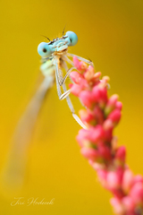 Platycnemis pennipes