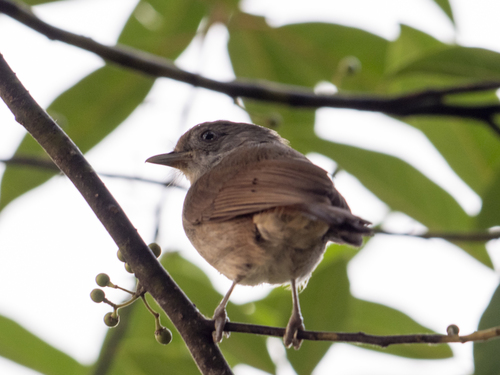 Brown Fulvetta (Alcippe brunneicauda), photo 8