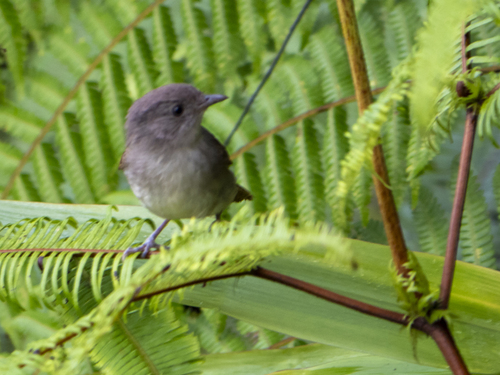 Brown Fulvetta (Alcippe brunneicauda), photo 9