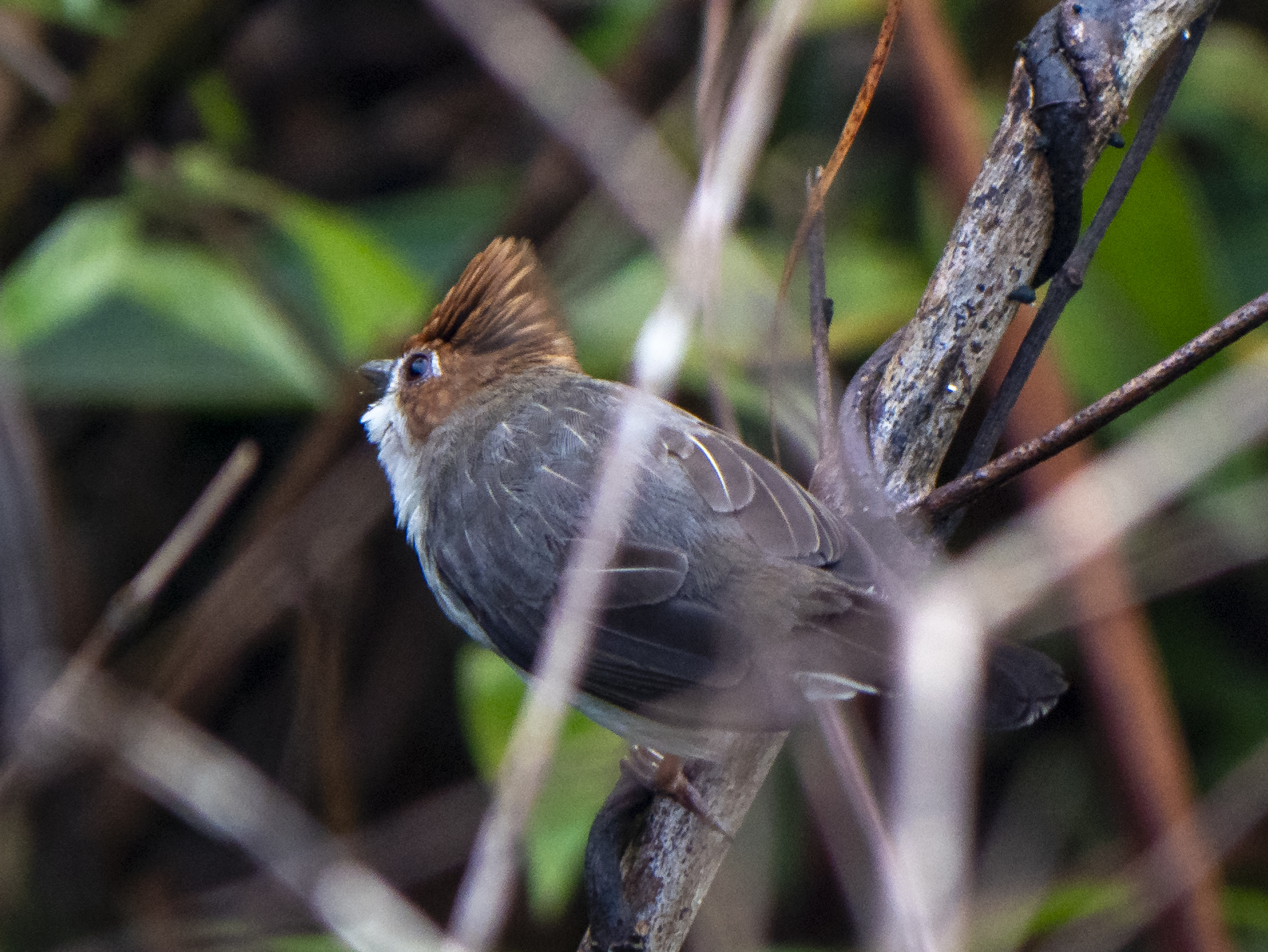 Chestnut-crested Yuhina (Staphida everetti), photo 3