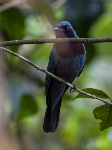 Maroon-breasted Philentoma (Philentoma velata), photo 10