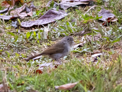 Brown Fulvetta (Alcippe brunneicauda), photo 5