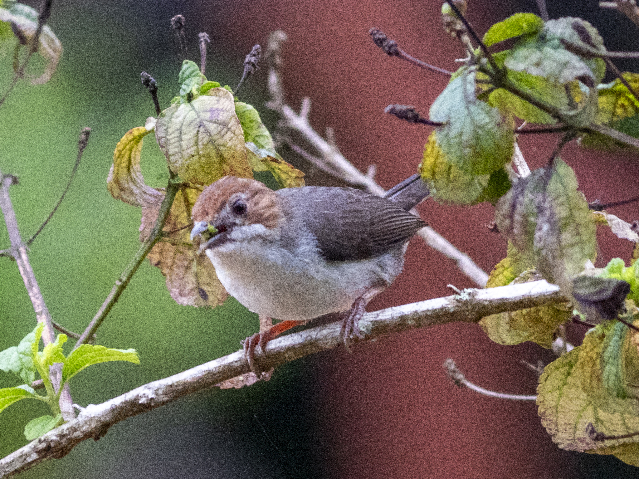 Chestnut-crested Yuhina (Staphida everetti), photo 5