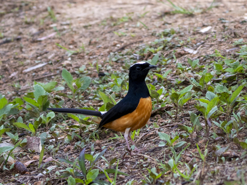 White-crowned Shama (Copsychus stricklandii), photo 6