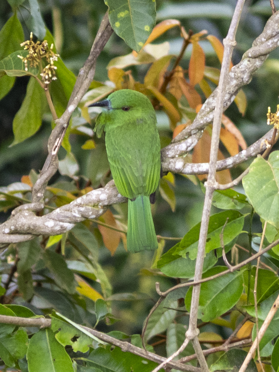 Red-bearded Bee-eater (Nyctyornis amictus), photo 8