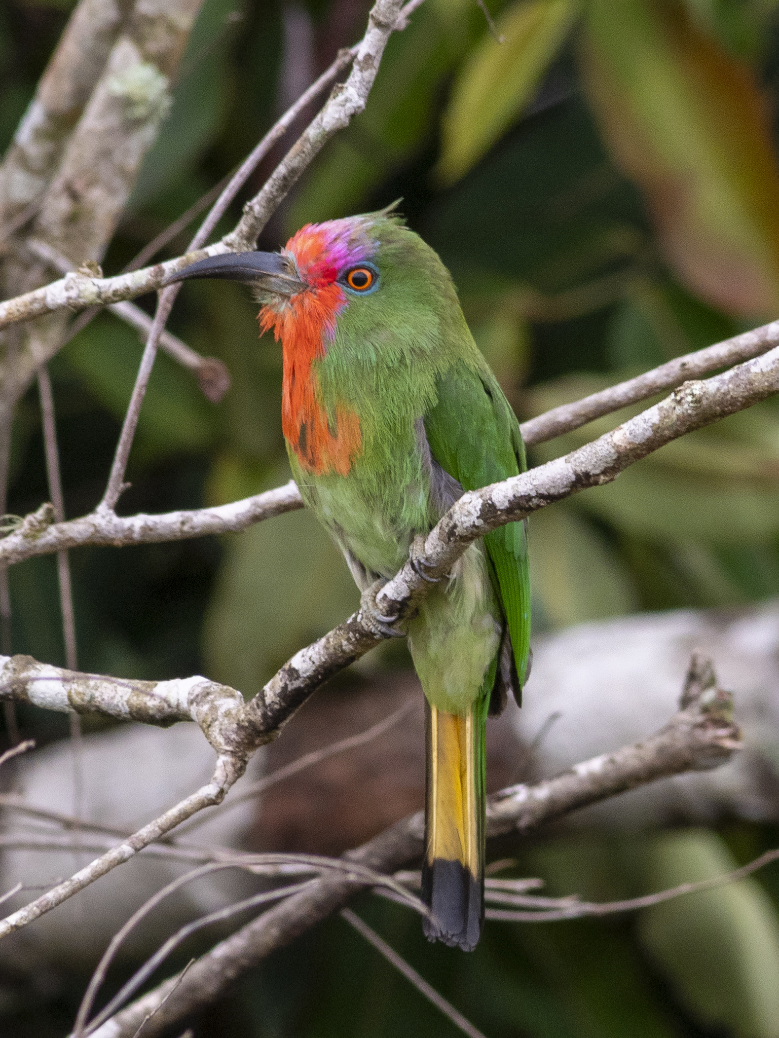 Red-bearded Bee-eater (Nyctyornis amictus), photo 9