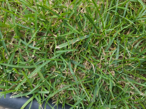 Smooth Meadow-grass