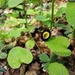 Aristolochia steupii - Photo (c) Ульяна Лалак,  זכויות יוצרים חלקיות (CC BY), הועלה על ידי Ульяна Лалак