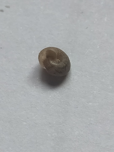 Pinhead Spot Snail