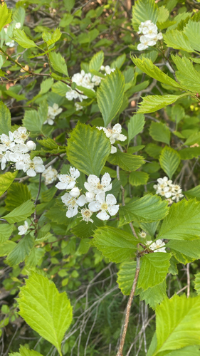 Crataegus chrysocarpa var. vigintistamina