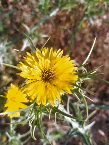 spotted golden thistle