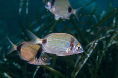 Common Two-Banded Seabream photo 2