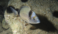 Common Two-Banded Seabream photo 3