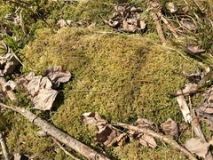 Sciuro-hypnum reflexum