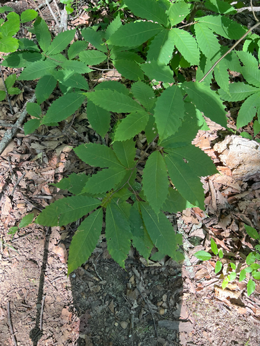 American chestnut