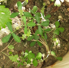 Melilotus