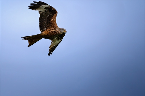 Red Kite